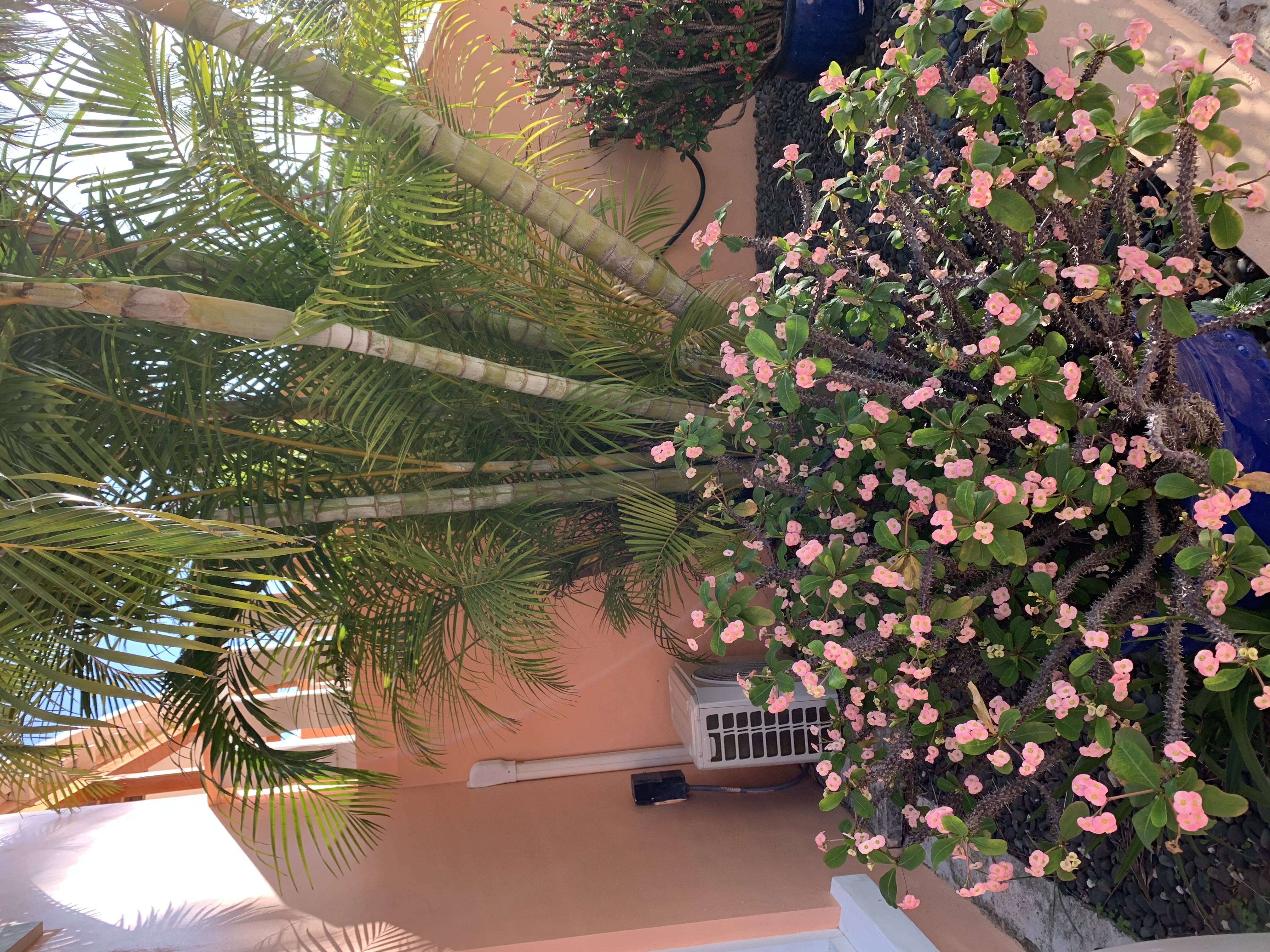 Tree and flowers garden 