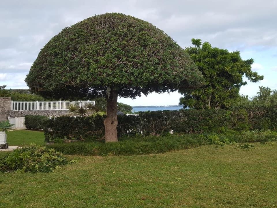 Shapped tree